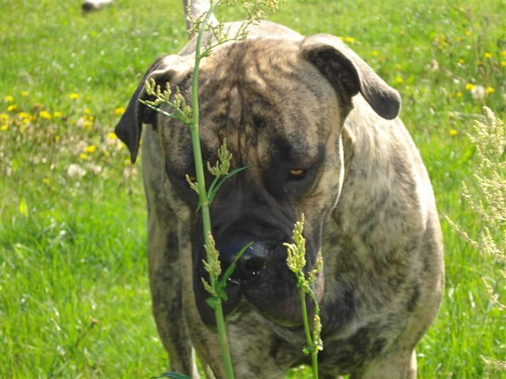 Boerboel Anasha Nynne DØD :( billede 10