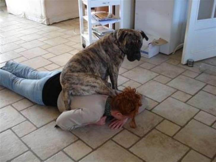 Boerboel Anasha Nynne DØD :( billede 11