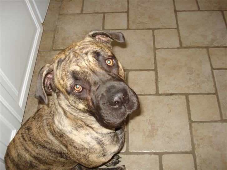 Boerboel Anasha Nynne DØD :( billede 12