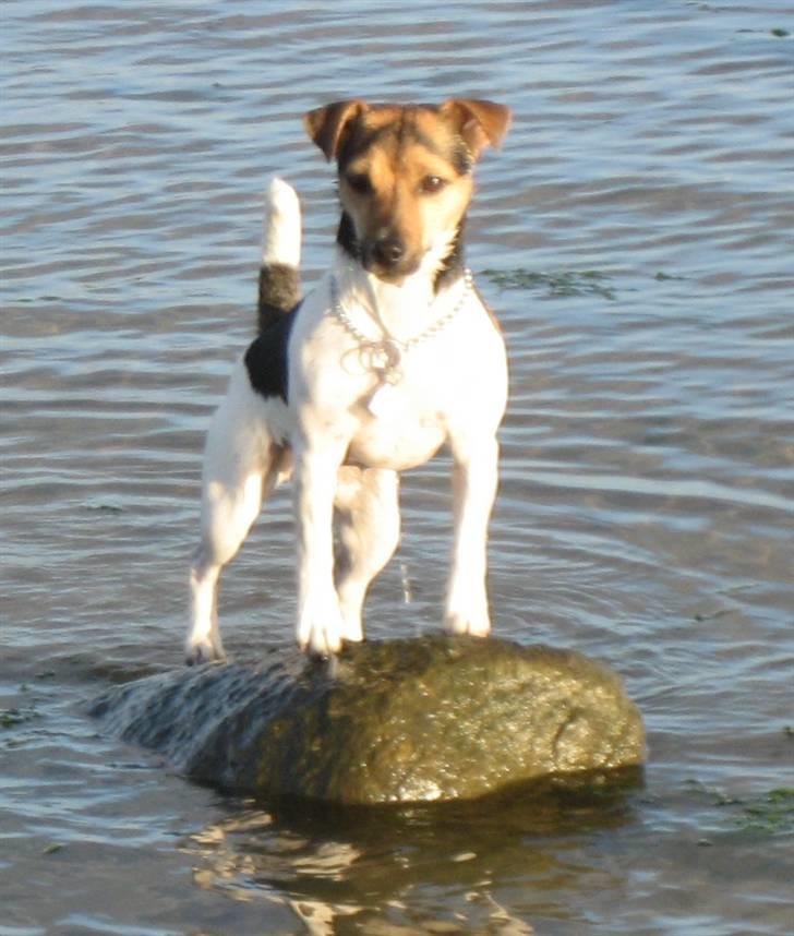 Jack russell terrier Tikki - Første tur til stranden... billede 1