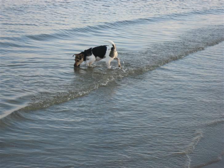 Jack russell terrier Tikki - Bange for bølgerne..! billede 2