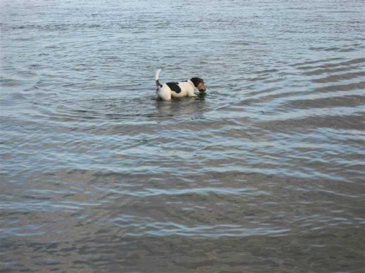 Jack russell terrier Tikki - Dybt vand når man har korte ben.. billede 3