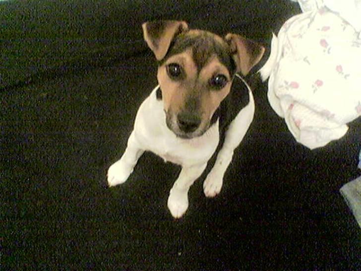 Jack russell terrier Tikki - Vil du mig noget? billede 4