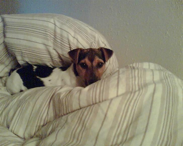 Jack russell terrier Tikki - Dynerne er bedre end hundekurven... billede 5