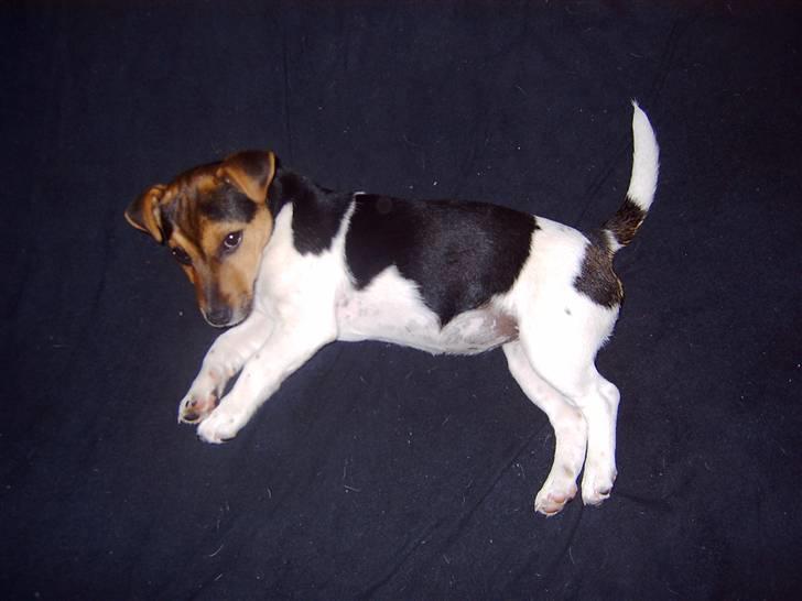 Jack russell terrier Tikki - Tid til en lille lur billede 6