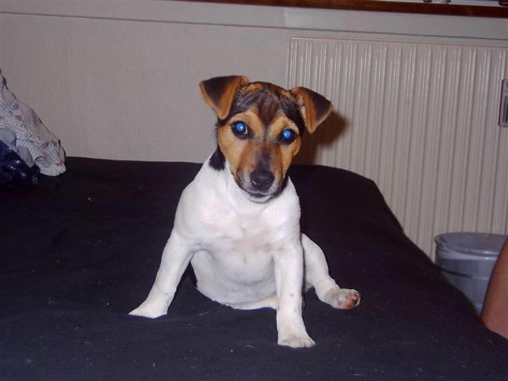 Jack russell terrier Tikki billede 7