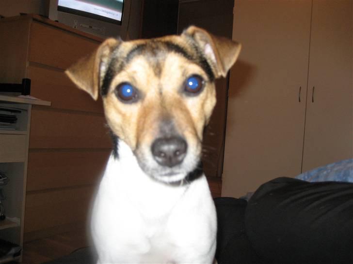 Jack russell terrier Tikki billede 8