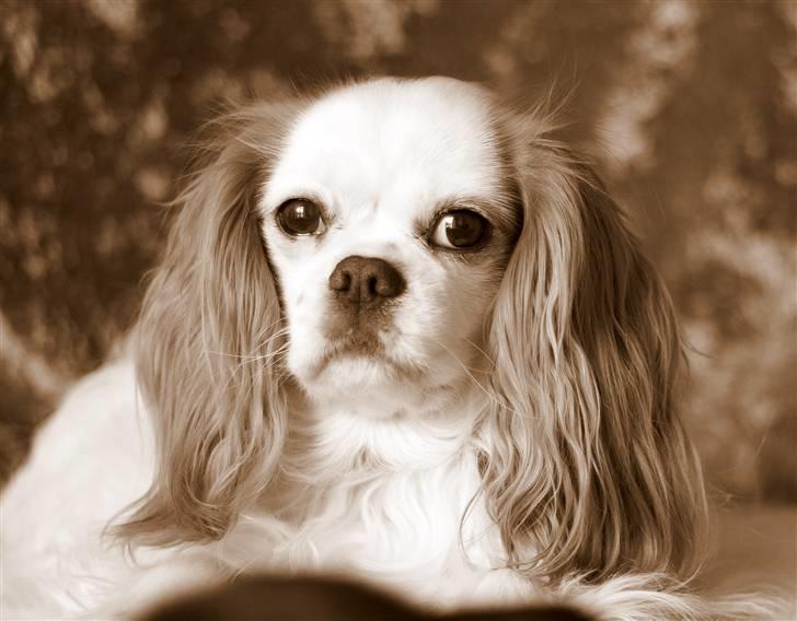 Cavalier king charles spaniel Perle R.I.P. 9. maj 2012  - Jeg er bare en prinsesse. billede 6