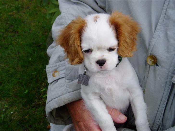 Cavalier king charles spaniel Perle R.I.P. 9. maj 2012  - Her sidder jeg og slapper af hos morfar efter vi har leget vildt med tovet. billede 7