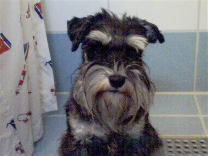 Dvaergschnauzer Kivi billede 1