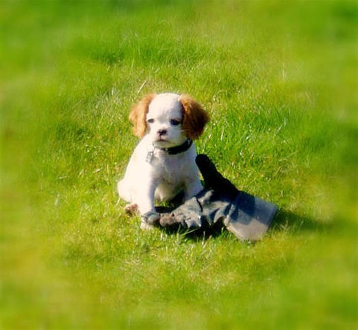 Cavalier king charles spaniel Perle R.I.P. 9. maj 2012  - Py ha´ verden er stor og det er handsken også. Men den er sjov at lege med. billede 9