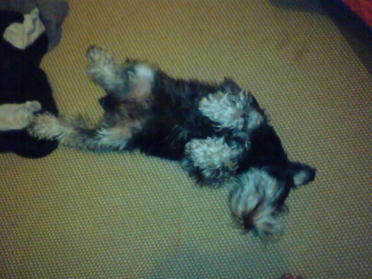 Dvaergschnauzer Kivi - Her ligger hun og slapper lidt af hehe. Det ser godt nok lidt sovt ud. Heh. billede 2