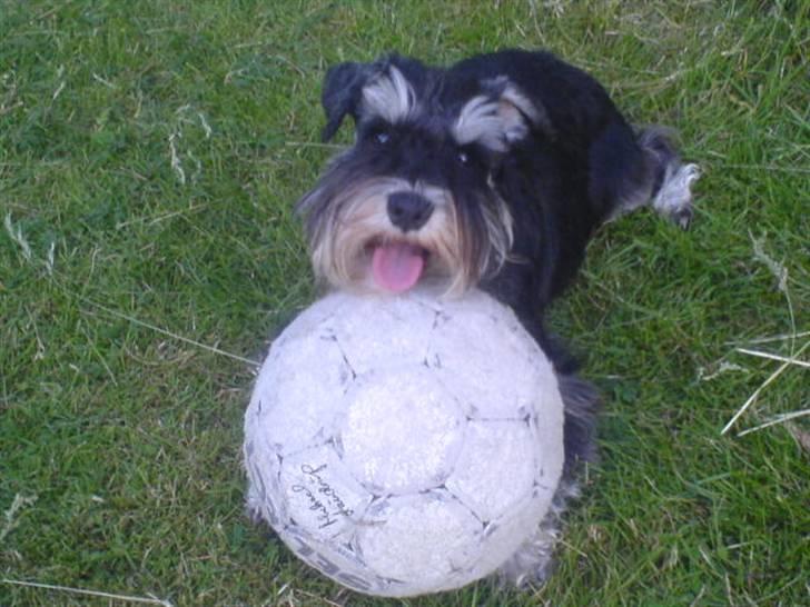 Dvaergschnauzer Kivi - Her har vi lige leget lidt med en fodbold heh billede 3