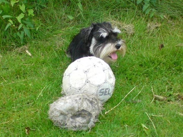 Dvaergschnauzer Kivi billede 4