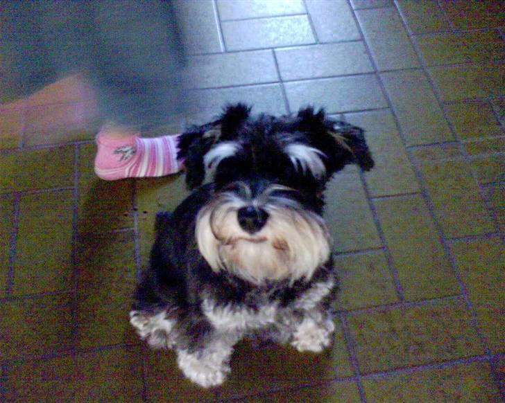 Dvaergschnauzer Kivi - Her er et billede hvor hun sidder pænt hehe billede 5