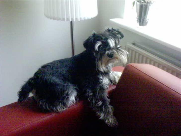 Dvaergschnauzer Kivi - Her er et billede hvor hun ligger oppe på vores sofa-armlæg (eller hvad det nu lige hedder) billede 6