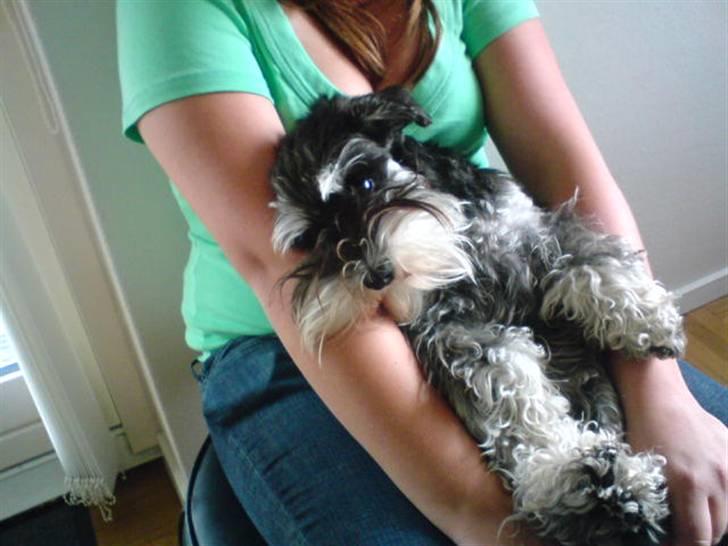 Dvaergschnauzer Kivi - Her sidder hun oppe på min søster billede 7