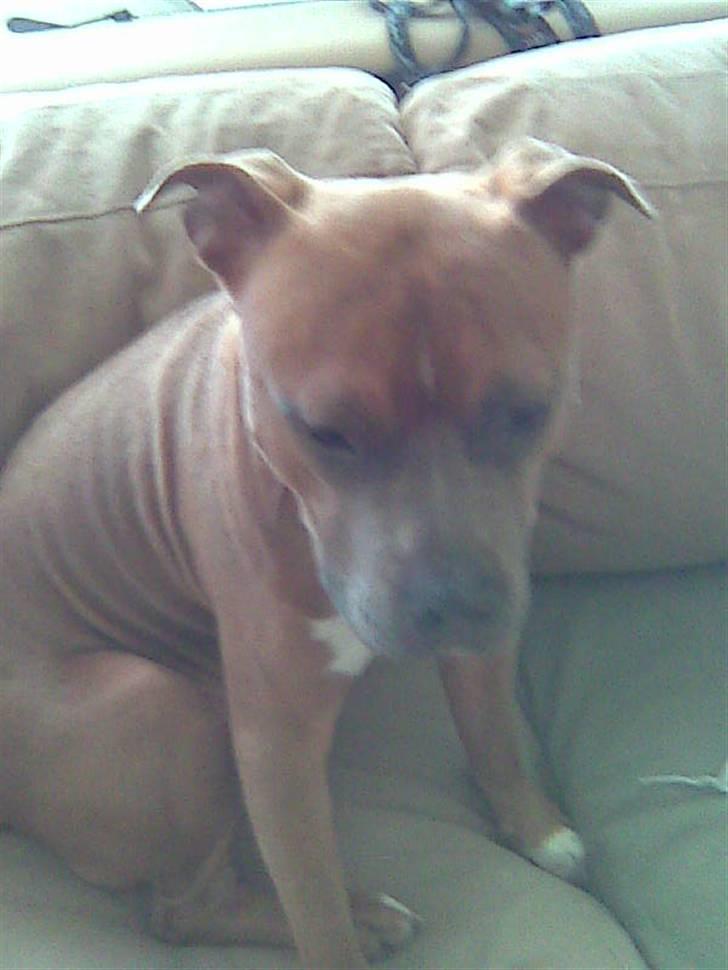 Amerikansk staffordshire terrier Kovu billede 10