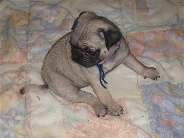 Mops Frank Elvis - NU er jeg blevet 7 uger gammel og er rigtig på mærkerne.  billede 6