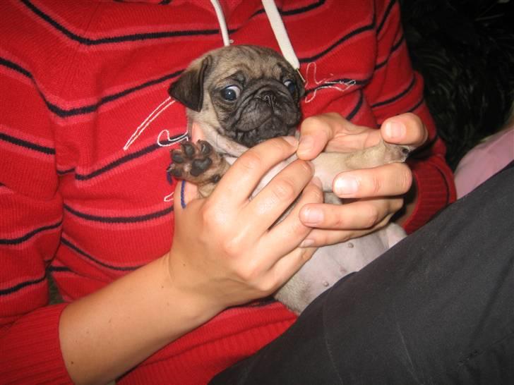 Mops Frank Elvis - Her sidder jeg hos min mor. Men jeg har meget svært ved at sidde stille!!!  billede 7