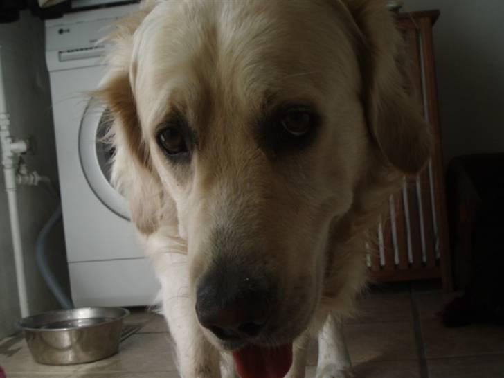 Golden retriever Aiko  - nååårh skat billede 18