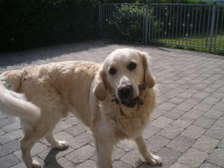 Golden retriever Aiko  - jaaaaa Kathrine nu skal vi lege ik? ;) billede 19