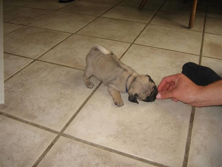 Mops Frank Elvis - YUMMIE!!! Far gir mad.  billede 8