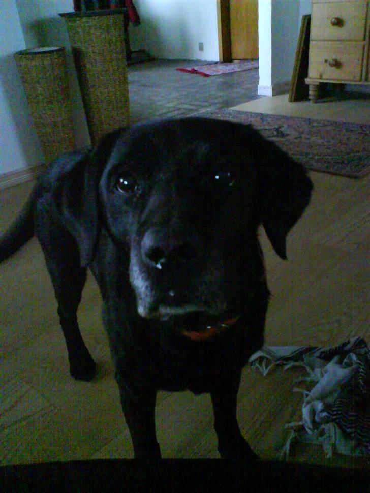 Labrador retriever sif (Død) :/  Savnet.  - 1) Velkomen til Sif´s  profil :) nu når du er forbi kan du lige ligge en bedømmelse :) billede 1