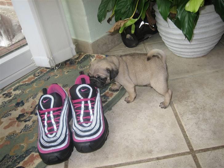 Mops Frank Elvis - Puha du har sure tær mor!  billede 9