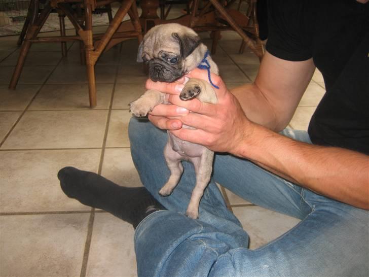 Mops Frank Elvis - Nu i fars trygge hænder. 7 uger gammel.  billede 10