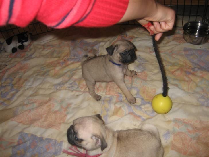 Mops Frank Elvis - JA! Lad os lege. Dagen lang. Jubiii billede 11