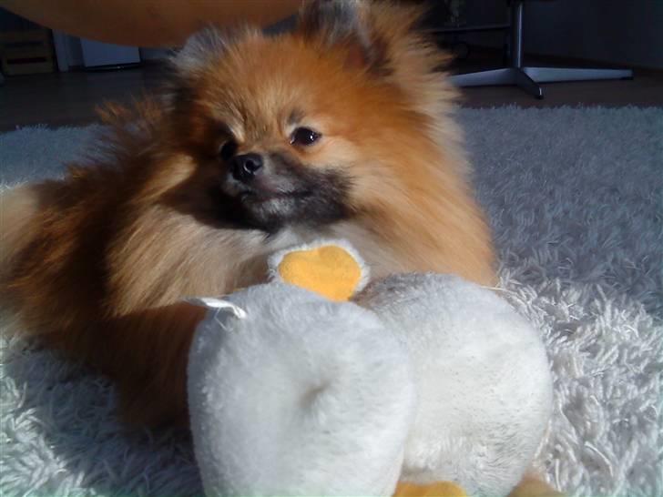 Pomeranian <em>Teddy</em> Billeder af hunde Uploaded af <em>Bettina</em> F