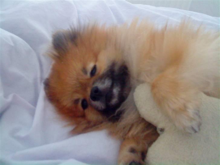 Pomeranian <em>Teddy</em> Billeder af hunde Uploaded af <em>Bettina</em> F