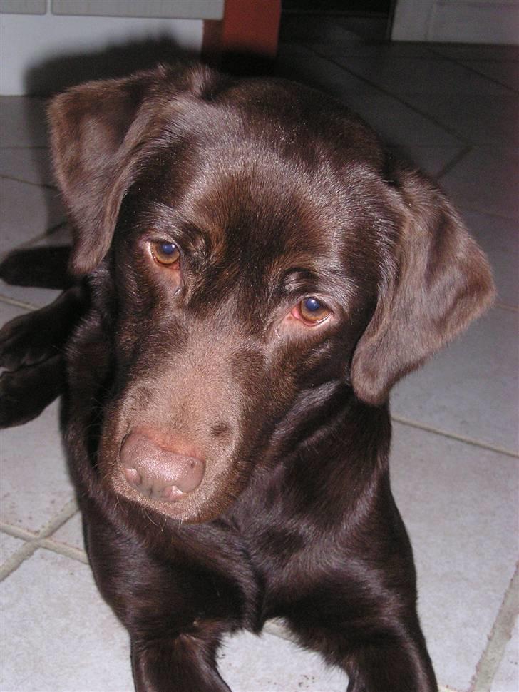 Labrador retriever freja - Velkommen til Frejas profil :0) nu når du er her så lig lige en bedømmelse og kommentar ;D tak billede 1