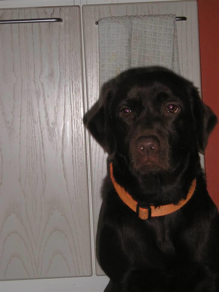 Labrador retriever freja - FREJA <33 billede 2