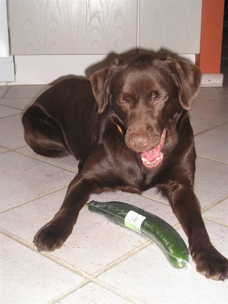Labrador retriever freja - adderk!!  den der Agurk var ikke lige min kop te!! Hihi <3 billede 3