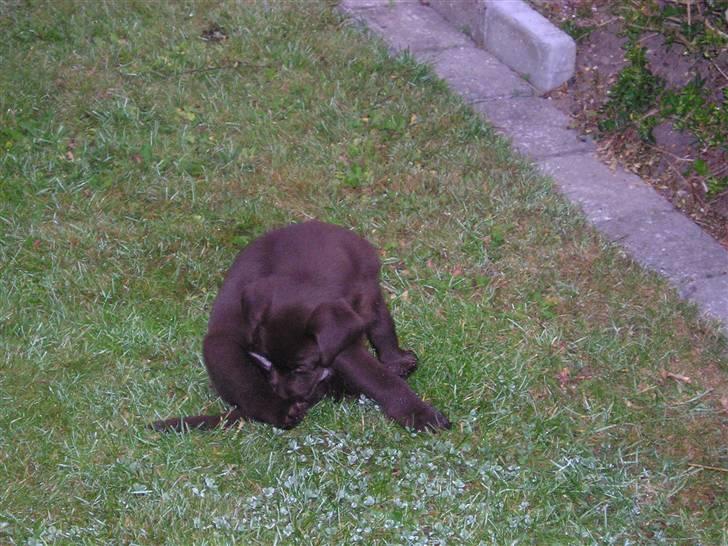 Labrador retriever freja - da vi fik hende <33 billede 4