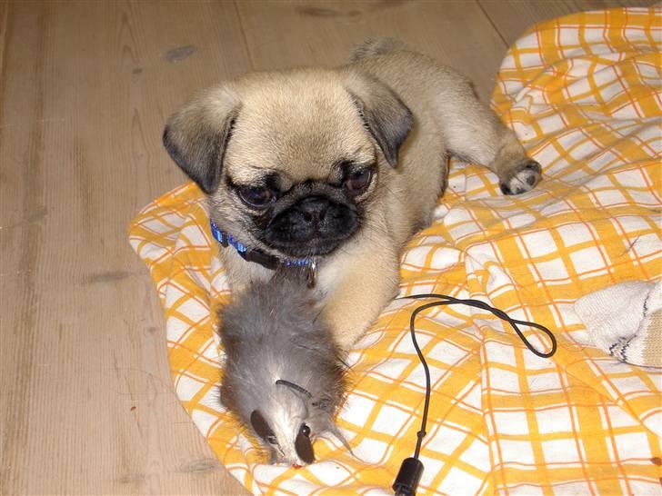 Mops sif - det er godt med et tæppe der lugter af mor, nu hvor jeg har fået nyt hjem billede 1