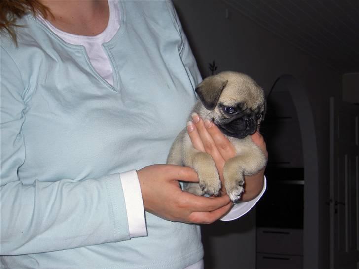 Mops sif - jeg er ikke så stor endnu. billede 2