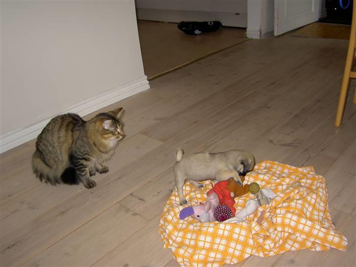 Mops sif - vi skal lige se hinanden lidt an, inden vi leger. billede 3