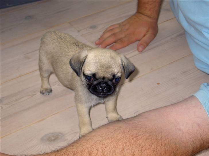 Mops sif - jeg er som sagt ikke så stor endnu, men jeg kan vist godt ordne den der arm billede 4