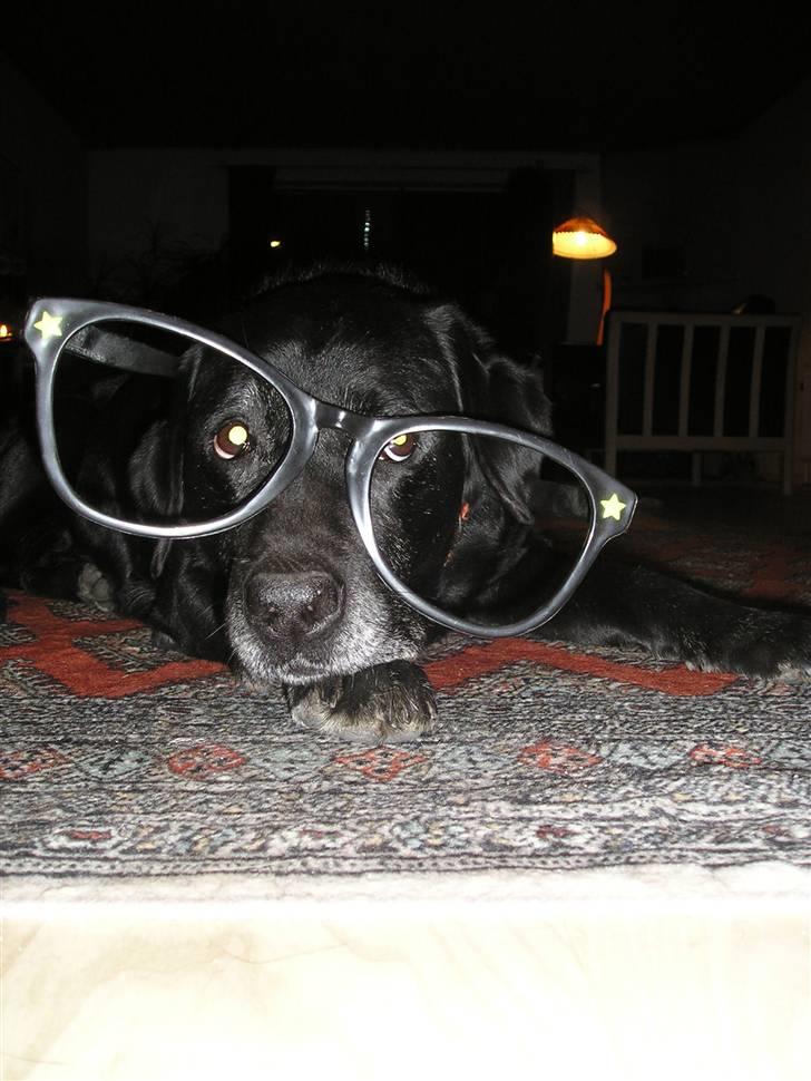 Labrador retriever sif (Død) :/  Savnet.  - 2) " Yes det er så mine nye smukke briller. De skulle jo være store og smarte Hihi" <3 billede 2