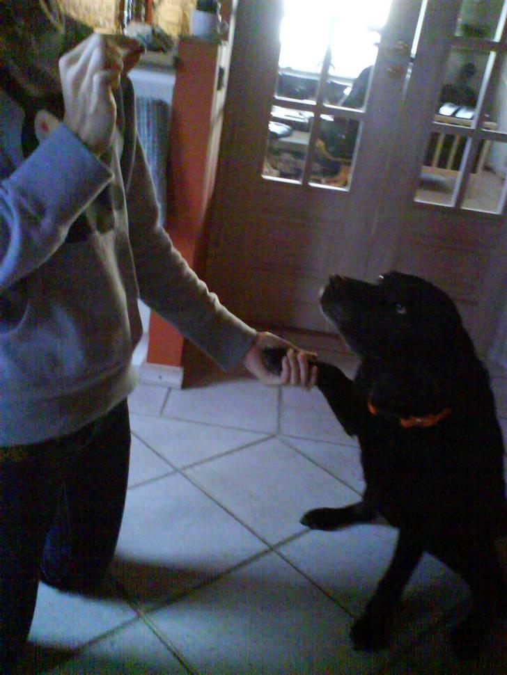 Labrador retriever sif (Død) :/  Savnet.  - 3) Giver pote ;D billede 3