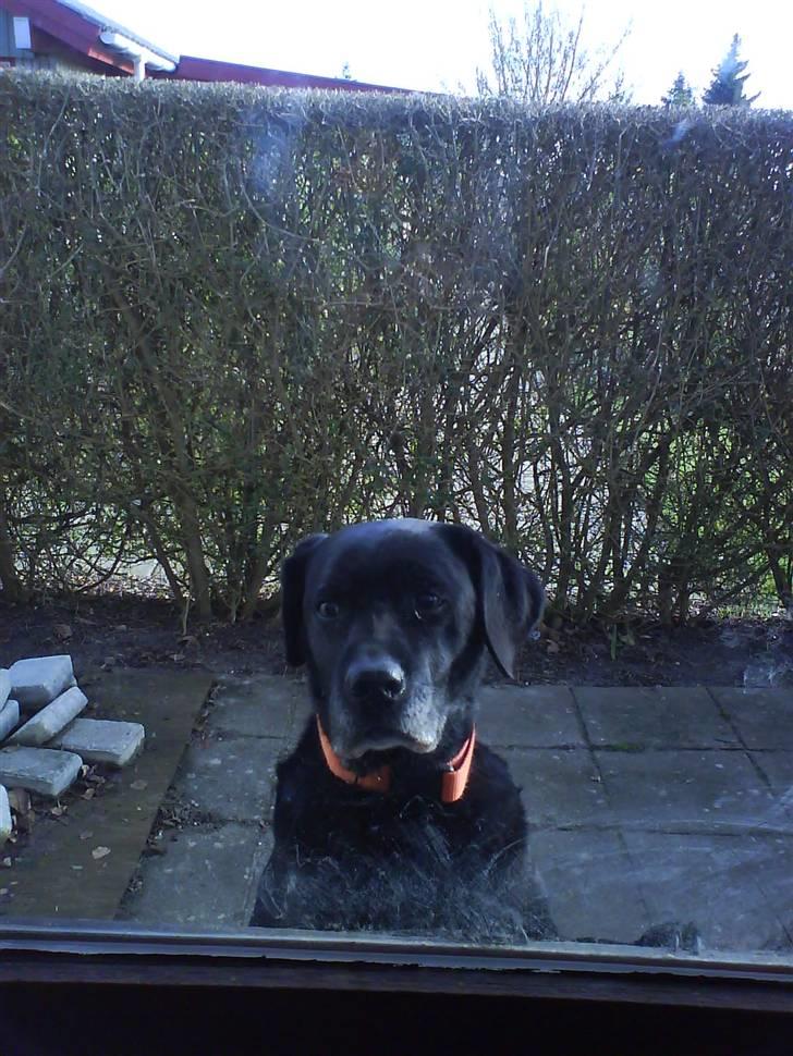 Labrador retriever sif (Død) :/  Savnet.  - 4) <333 billede 4