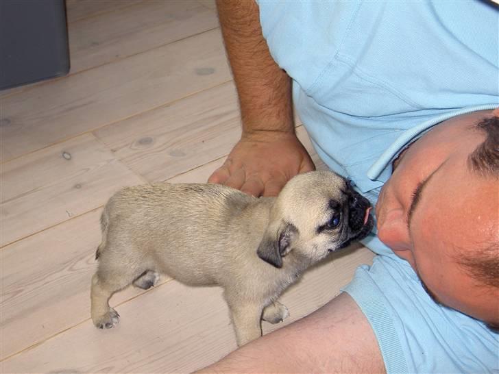 Mops sif - pysser lige lidt med far billede 5