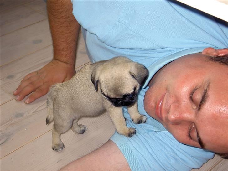 Mops sif - vi skal nok klare den sammen os to!!! billede 6