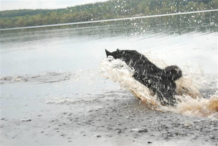 Karelsk bjørnehund Bipes Night's in white Satin *Liva* billede 2