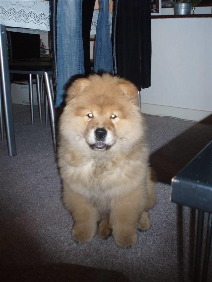 Chow chow Nika billede 1