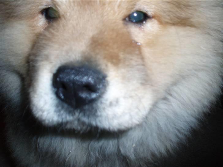 Chow chow Nika billede 2