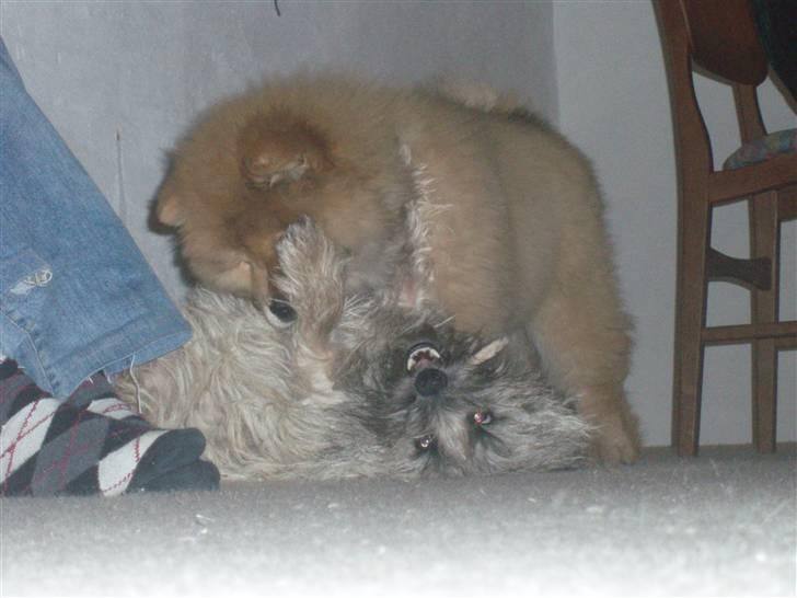 Chow chow Nika - Dejlig med en legekammerat billede 3